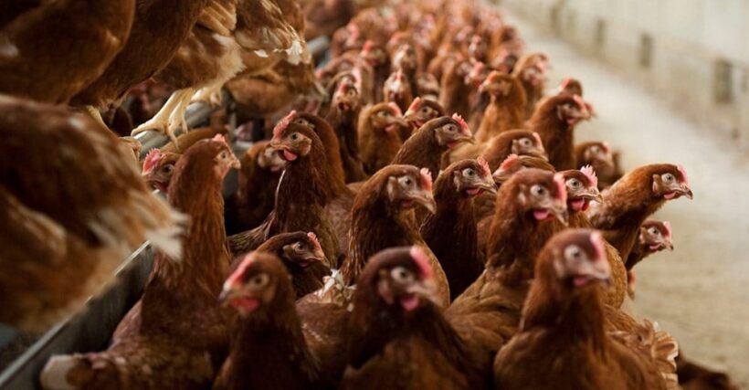 grippe-aviaire