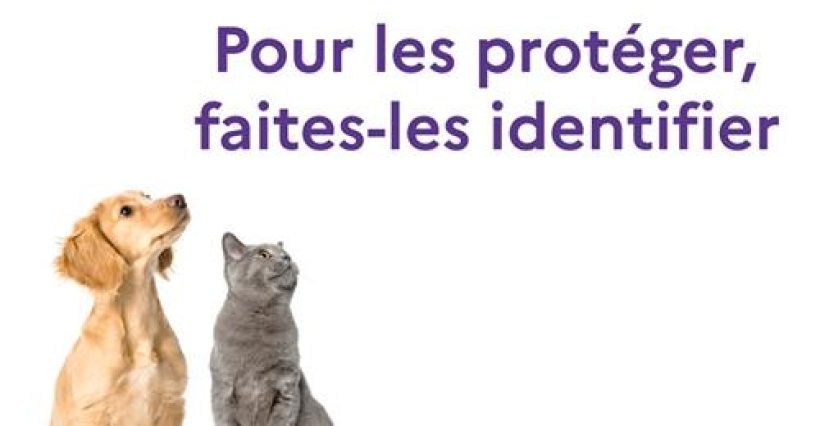 identifier-animaux