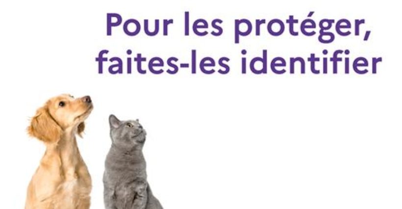 identifier-animaux